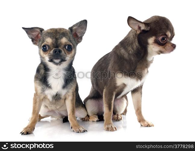 two chihuahuas in front of white background