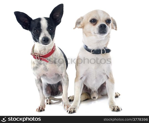 two chihuahuas in front of white background