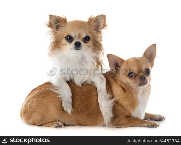 two chihuahuas in front of white background