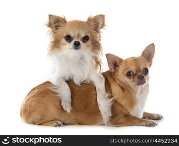 two chihuahuas in front of white background