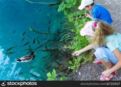 Two children feed the wild ducks and shoal of small fish in azure clean transparent lake