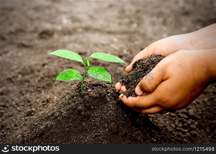 Two children&rsquo;s hands are planting seedling into fertile soil, ecology concept.