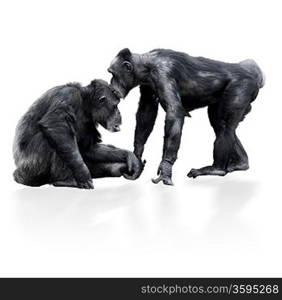 Two Chimpanzee On White Background