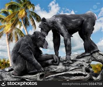 Two Chimpanzee Sitting On A Branch