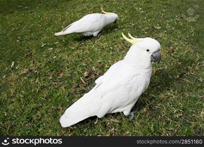 Two cockatoos in a Sydney park