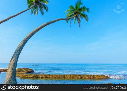 Two coconut palm trees hanging over the ocean beach on tropical island with copy space