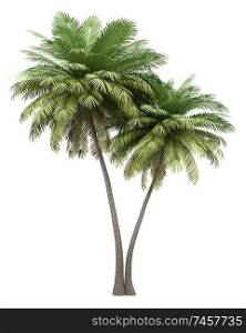 two coconut palm trees isolated on white background. 3d illustration
