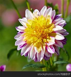 Two-colored dahlia flower on a background of a flowerbed.