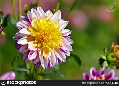 Two-colored dahlia on a background of a flower bed.