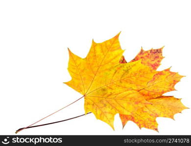 Two colorful autumn maple leafs on isolated white (corner position with copy space)