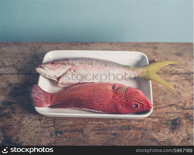 Two colorful exotic fish placed in a tray, a red butterfish and a Carribean snapper