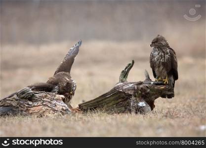 Two common buzzards (Buteo buteo) in December, sitting in a meadow near the Narew river in Poland. Horizontal view.