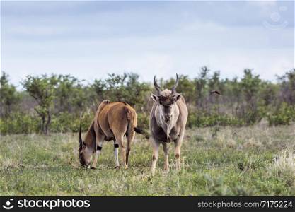 Two Common eland male in Kruger National park, South Africa ; Specie Taurotragus oryx family of Bovidae. Common eland in Kruger National park, South Africa