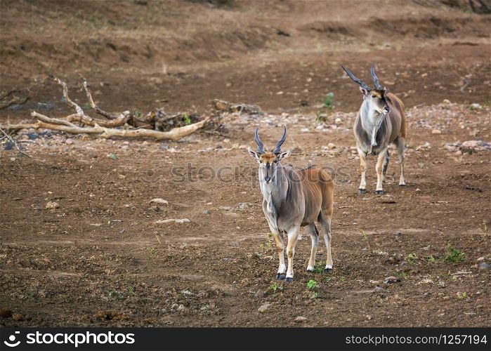 Two Common elands male walking on riverbank in Kruger National park, South Africa ; Specie Taurotragus oryx family of Bovidae. Common eland in Kruger National park, South Africa