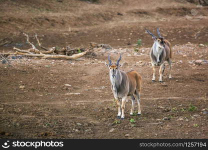 Two Common elands male walking on riverbank in Kruger National park, South Africa ; Specie Taurotragus oryx family of Bovidae. Common eland in Kruger National park, South Africa