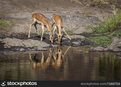 Two Common Impala drinking with reflectioin in Kruger National park, South Africa ; Specie Aepyceros melampus family of Bovidae. Common Impala in Kruger National park, South Africa