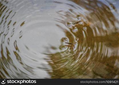 Two common pond-skaters on the water surface making circles on the water reflecting trees and sky