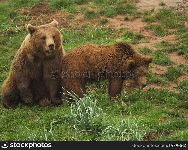 Two copies of Brown Bears a mother and her young