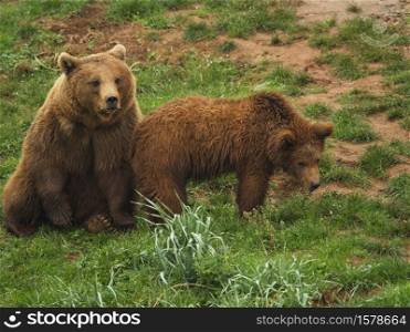 Two copies of Brown Bears a mother and her young
