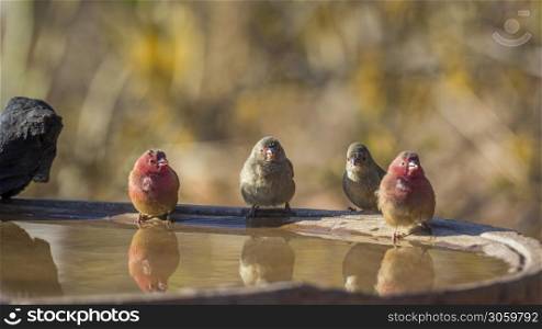 Two couple of Red-billed Firefinch at water pond in Kruger National park, South Africa ; Specie family Lagonosticta senegala of Estrildidae. Red-billed Firefinch in Kruger National park, South Africa