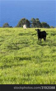 Two cows grazing in a field, Pololu Valley, Big Island, Hawaii Islands, USA