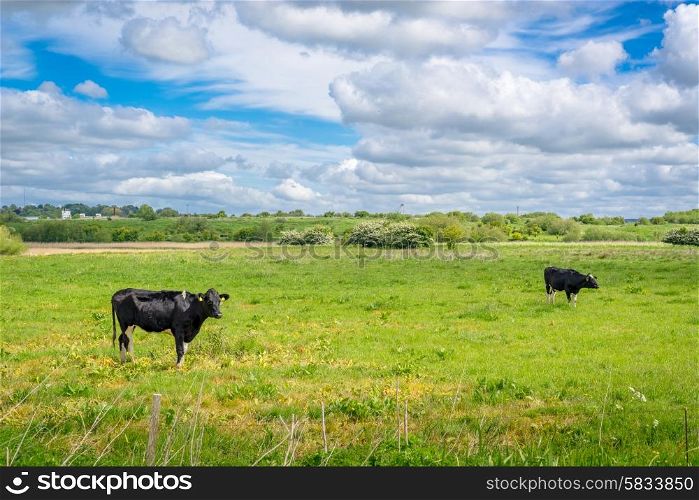 Two cows grazing on a green field in the summertime