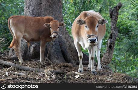 Two cows in the forest near tree