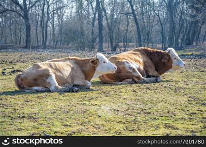 Two cows lying in the sun, in the meadow