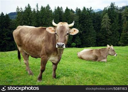 Two cows on the pasture in mountain area