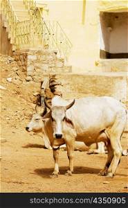 Two cows on the street, Jaisalmer, Rajasthan, India