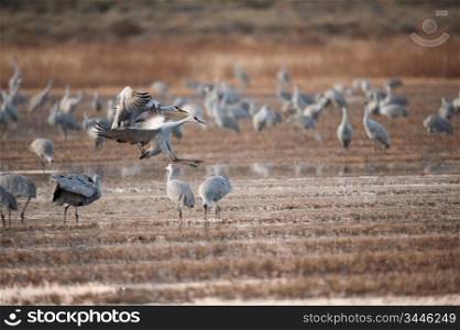 Two Cranes Landing Amongst Flock