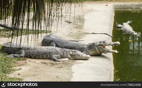 Two crocodile, a married couple on vacation.