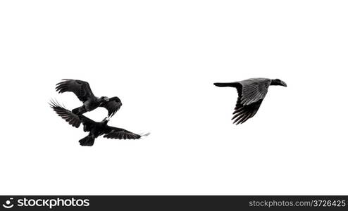 Two crows appearing to be chasing a third crow in mid flight