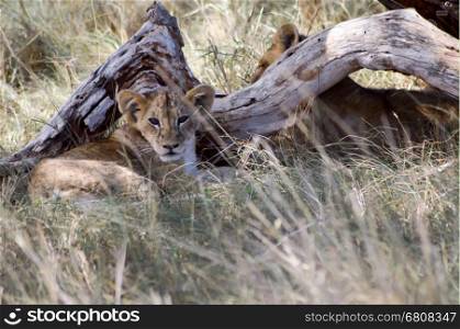 Two cubs lying under . Two cubs lying under a tree in West Tsavo Park in Kenya