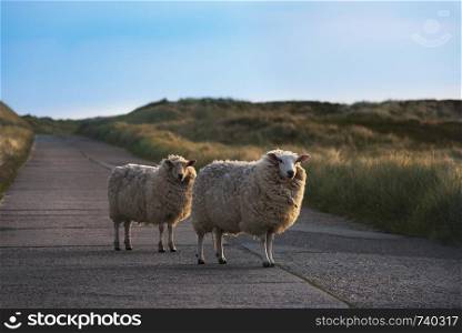 Two curious sheep looking at the camera in the middle of an empty street, on Sylt Island, Germany, in the golden morning light.