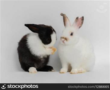 Two cut rabbits with different actions. white rabbit sitting while black and white rabbit standing on white background. Lovely action of adorable baby rabbit