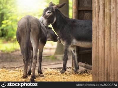 Two cute and funny donkeys taking care of each other, outside a wooden stable, on a sunny day of spring.