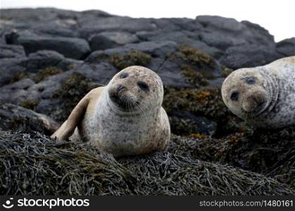 Two cute brown seals resting on seaweed in Skye