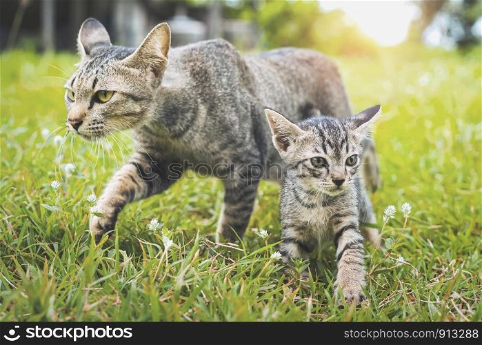 two cute cat walking playing on green grass