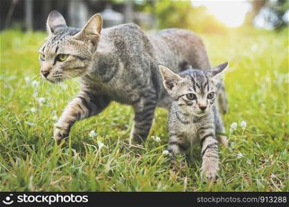 two cute cat walking playing on green grass