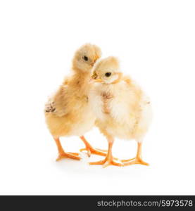 Two cute chicks isolated on white. Gossip concept. Cute chicks