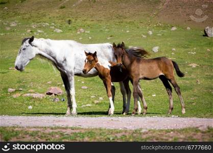 Two cute colts and their mother - grey horse