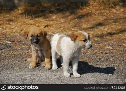 Two cute cross-breed dog puppies