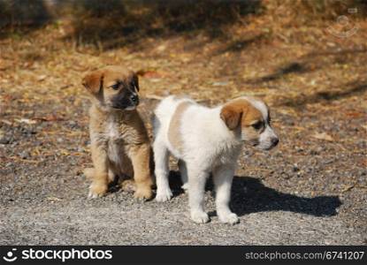Two cute cross-breed dog puppies close together on sunny day