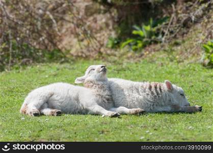 two cute lambs sunbathing in springtime sunshine
