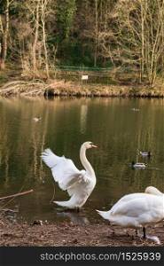 Two cygnus orol swans and swimming ducks in River Wear in Durham, north east UK