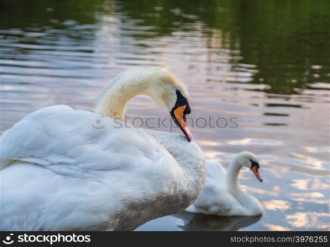 Two cygnus orol swans swimming next to each other in Leazes Park pond in Newcastle, UK enjoying themselves on a summer afternoon