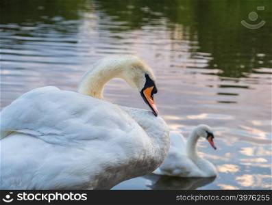 Two cygnus orol swans swimming next to each other in Leazes Park pond in Newcastle, UK enjoying themselves on a summer afternoon