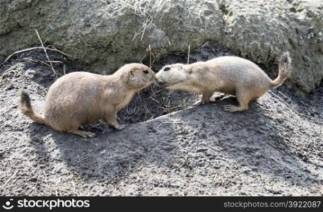two Cynomys, derives from the Greek for dog mouse
