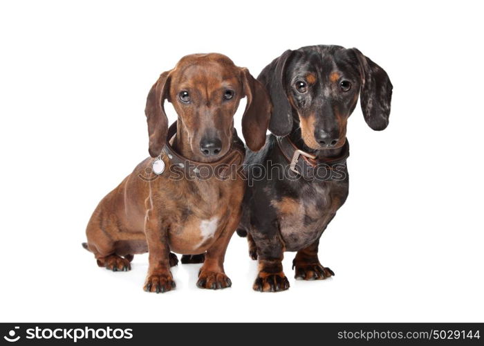 two Dachshund dogs. two Dachshund dogs in front of a white background